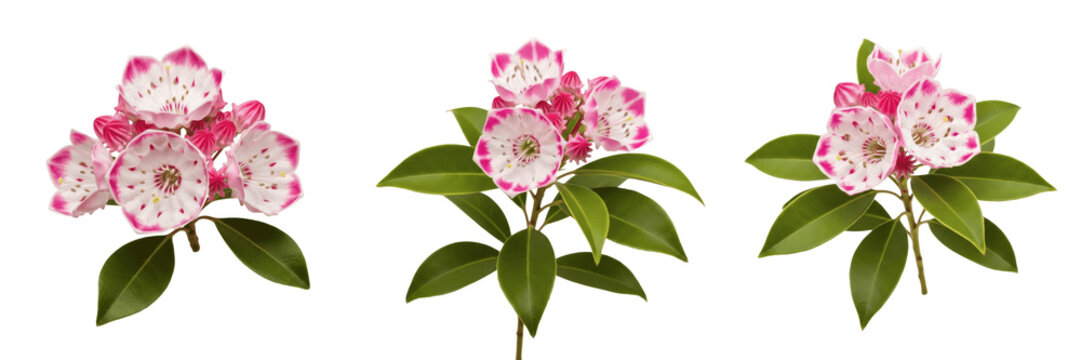 Mountain laurel wildflower isolated on white background Kalmia latifolia mountain laurel pink white cluster flower evergreen shrub macro botanical specimen woodland plant studio cutout high resolution