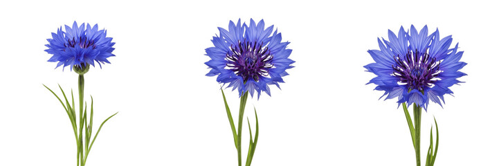 Fototapeta premium Cornflower wildflower isolated on white background Centaurea cyanus bachelor button blue cornflower field bloom macro botanical specimen studio cutout high resolution floral stock image