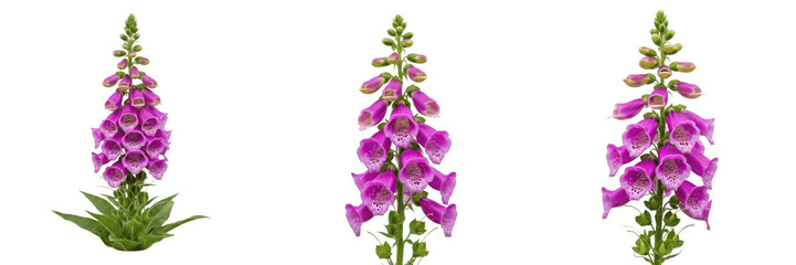 Foxglove wildflower isolated on white background Digitalis purpurea foxglove flower tubular bell bloom medicinal plant macro botanical specimen studio cutout high resolution image © Sanga