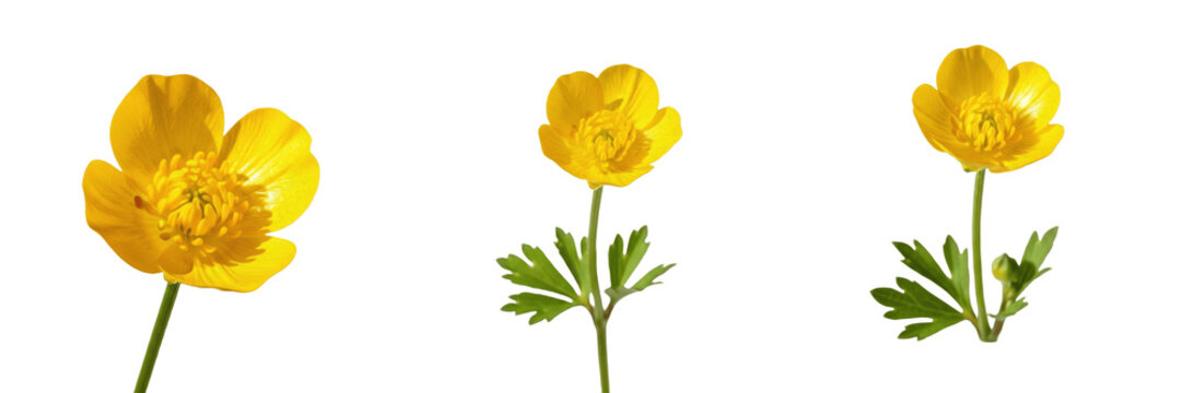 Buttercup wildflower isolated on white background Ranunculus acris meadow buttercup yellow wildflower glossy petals macro botanical specimen studio cutout high resolution floral image
