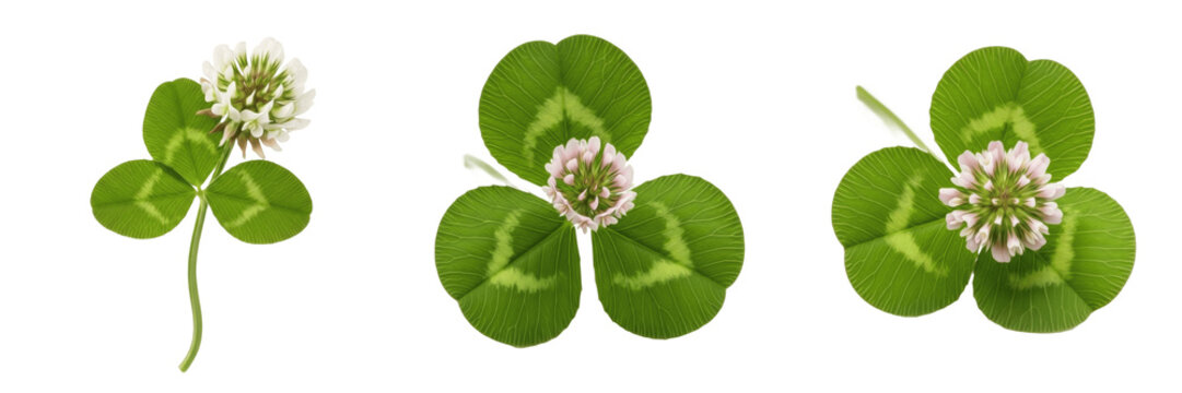 Clover wildflower isolated on white background Trifolium pratense red clover white clover trifolium flower head macro botanical specimen nitrogen fixing plant studio cutout high resolution image