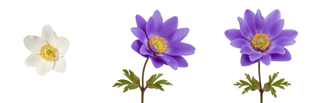 Anemone wildflower isolated on white background Anemone nemorosa wood anemone windflower white forest bloom macro botanical specimen studio cutout high resolution floral image