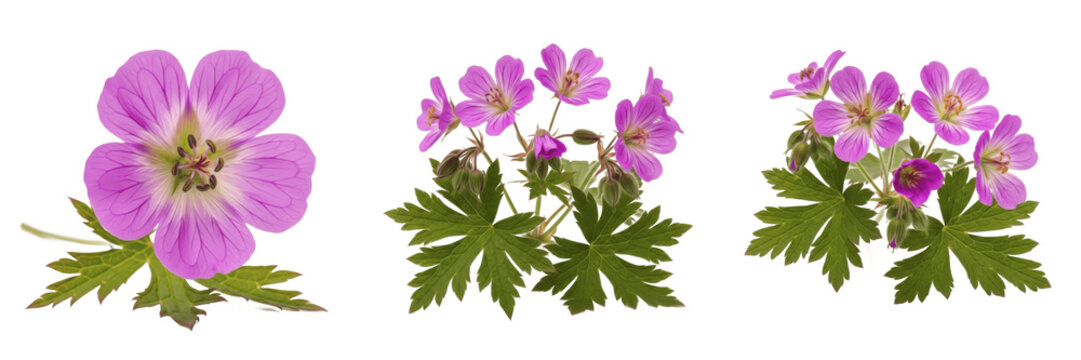 Wild geranium wildflower isolated on white background Geranium maculatum spotted geranium cranesbill pink wildflower macro botanical specimen woodland plant studio cutout high resolution image