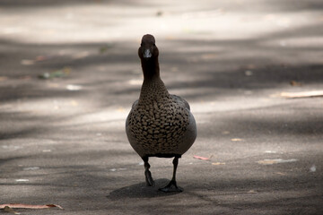Fototapeta premium the female Australian wood duck is walking on a path