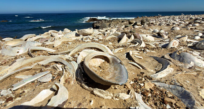 Abalone shells on beach Indian Midden on beach by ocean