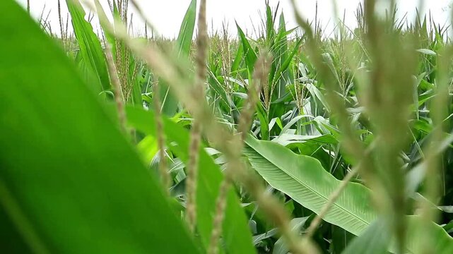 Corn (Zea mays) originates from the American plains, Mesoamerica (southern Mexico). It was cultivated by the indigenous people there 8,000 to 10,000 years ago from a wild ancestor called teosinte.