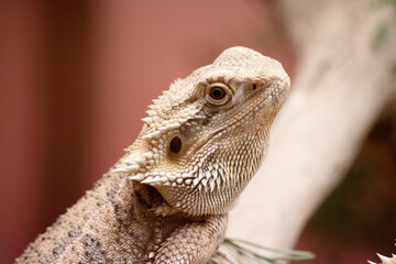 Fototapeta premium this is a close up of a bearded dragon