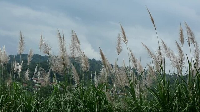 Reed grass (Saccharum spontaneum) is a plant native to tropical and subtropical climates. A type of aquatic plant commonly known as reed grass (phragmites), it is effective in cleaning wastewater.