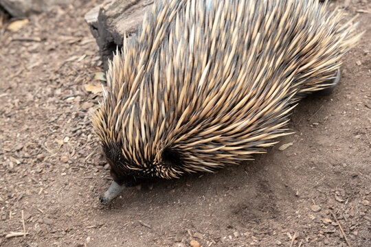 the echidna is looking for ants to eat