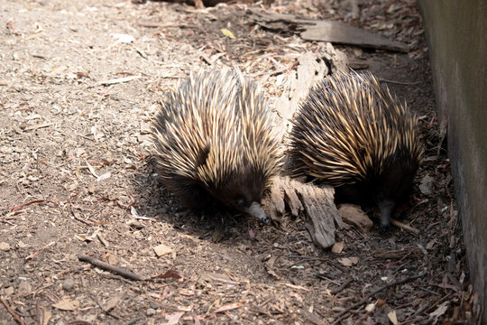 the two echidnas are looking for ants to eat