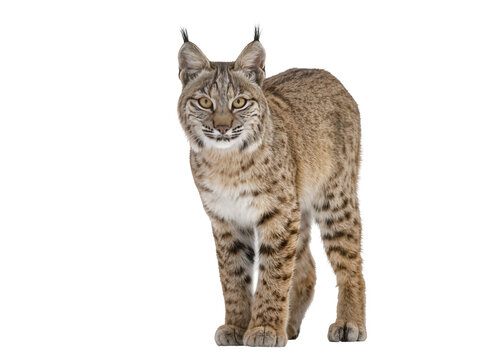 Isolated bobcat standing gracefully, looking intently at camera, with distinctive ear tufts