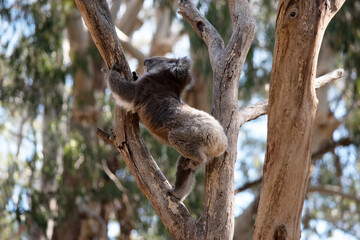 Naklejka premium the koala is climbing up the tree