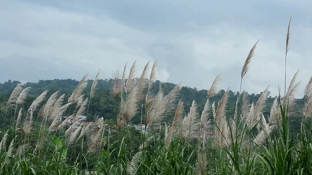 Reed grass (Saccharum spontaneum) is a plant native to tropical and subtropical climates. A type of aquatic plant commonly known as reed grass (phragmites), it is effective in cleaning wastewater.