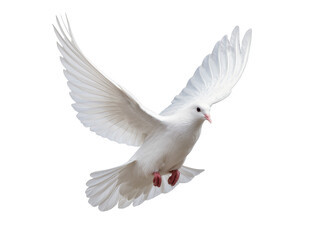 Obraz premium Isolated white dove in graceful flight, wings spread, symbolizing peace and freedom