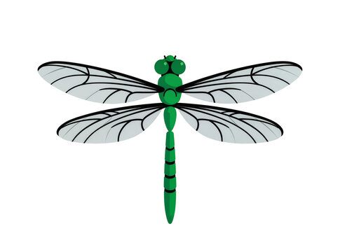 Isolated vibrant green dragonfly insect with delicate transparent wings, a symbol of summer and nature
