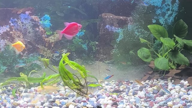 Fish eat food in the aquarium	
