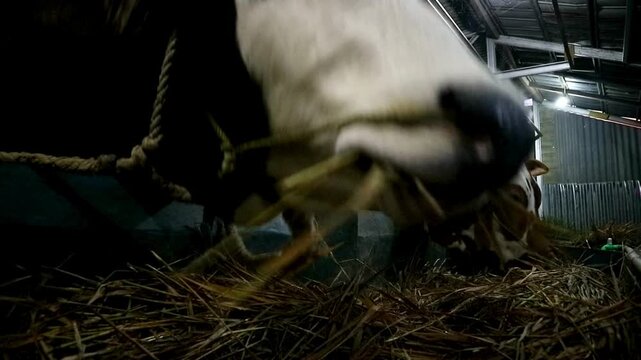 Cattle on farms do not stop at the food provided by farmers
