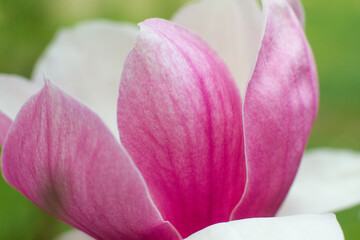 close up of beautiful pink magnolia flowers in the garden © Tsyb Oleh