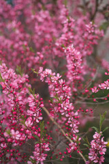 Obraz premium Dense clusters of bright pink almond blossoms