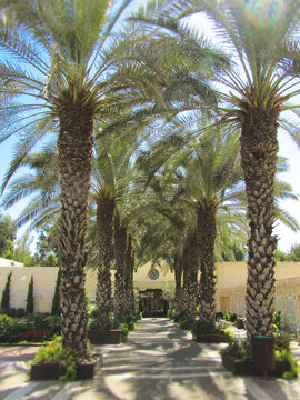 Palm-lined path to the Church of the Primacy of Saint Peter