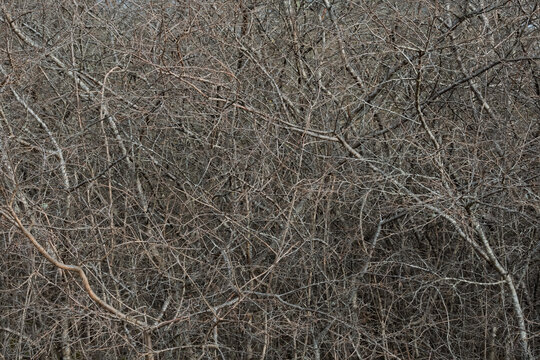 A dense natural texture of tangled bare branches and twigs in an overgrown garden. Intricate web of leafless shrubs in the Estonian countryside during early spring.