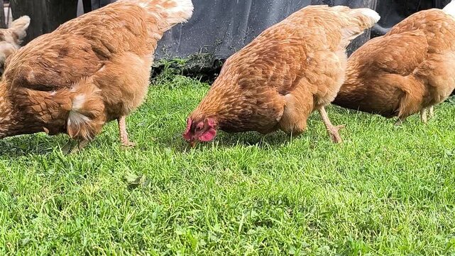 Young Loman Brown chickens in the pen eating food and pecking	
