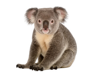 Fototapeta premium Isolated koala sitting patiently and looking directly at the viewer, cute Australian marsupial
