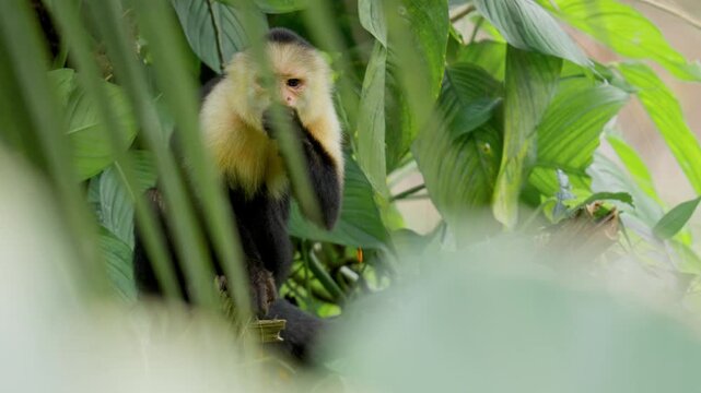 White-headed capuchin monkey eating fruit in jungle