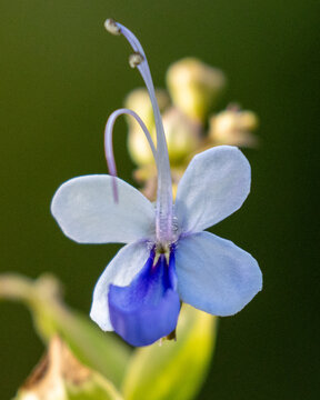 Blue flower with four petals and long stamens