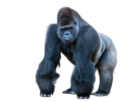 Isolated powerful adult male western lowland gorilla walking, gazing directly ahead.