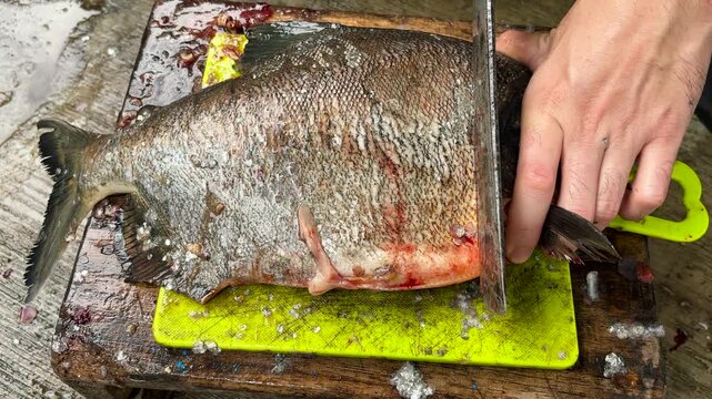 The process of cutting the head of a large freshwater pomfret fish.