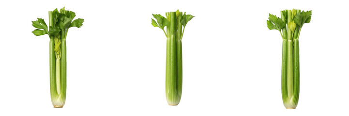 Celery stalk (Apium graveolens) fresh green ribbed stems isolated on white background, raw celery produce © SultanRahi