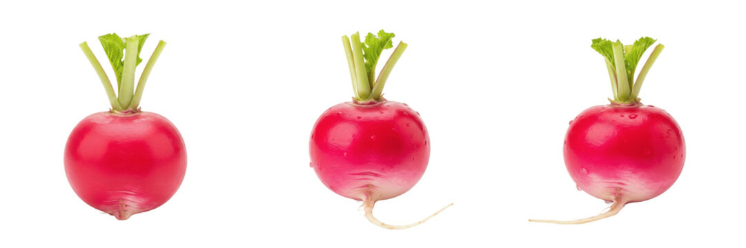 Radish (Raphanus sativus) small round root vegetable isolated on white background, fresh white radish produce