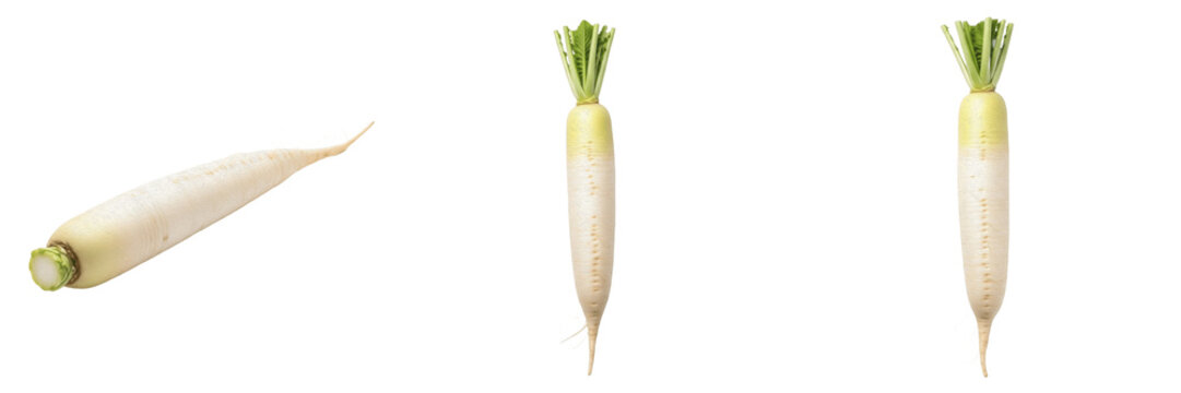 Daikon radish (Raphanus sativus var. longipinnatus) long white root vegetable isolated on white background, Japanese radish produce