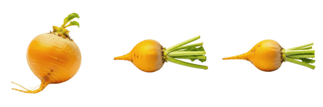 Golden beetroot (Beta vulgaris) yellow beet vegetable isolated on white background, fresh golden beet root produce