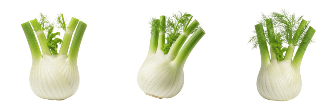 Fennel bulb (Foeniculum vulgare) white bulb with green fronds vegetable isolated on white background, anise flavored fennel produce
