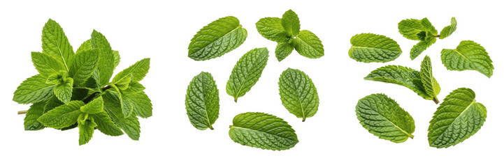 Mint leaves (Mentha spp.) fresh green aromatic herb leaves isolated on white background, spearmint peppermint produce © SultanRahi