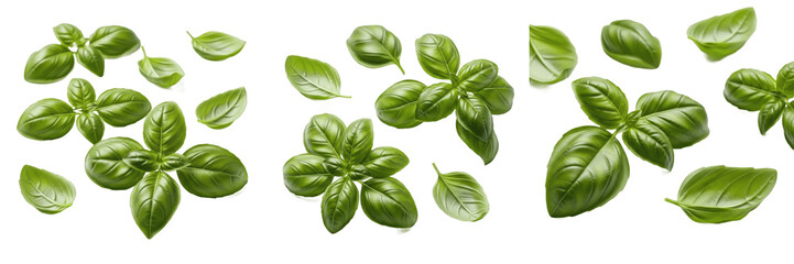Basil leaves (Ocimum basilicum) sweet green herb leaves isolated on white background, italian basil produce © SultanRahi