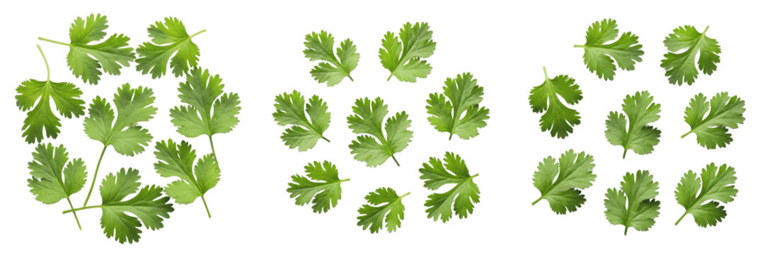 Cilantro leaves (Coriandrum sativum) fresh coriander green herb leaves isolated on white background, dhania produce