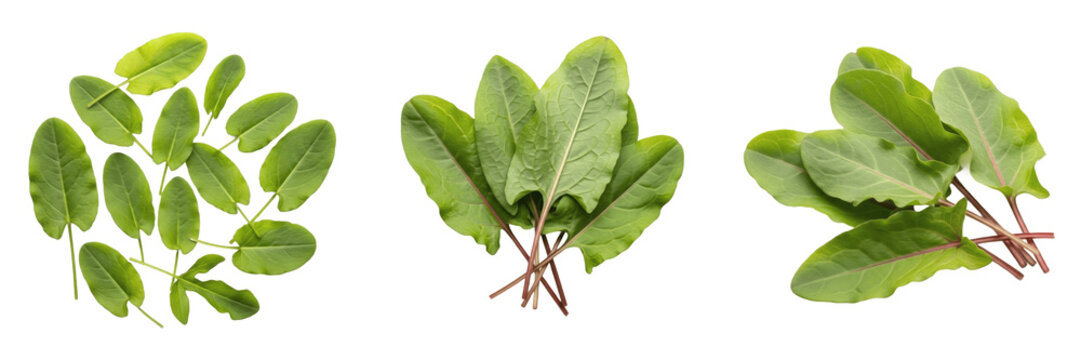 Sorrel leaves (Rumex acetosa) tangy green leafy vegetable isolated on white background, common sorrel produce