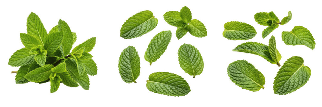 Mint leaves (Mentha spp.) fresh green aromatic herb leaves isolated on white background, spearmint peppermint produce