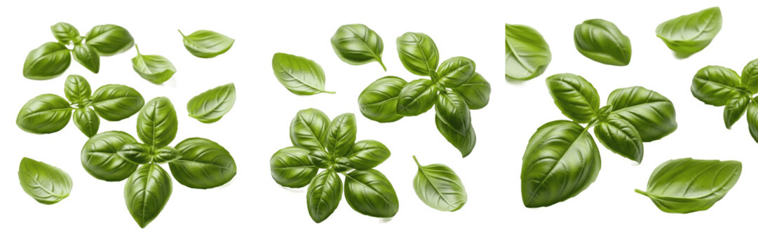 Basil leaves (Ocimum basilicum) sweet green herb leaves isolated on white background, italian basil produce