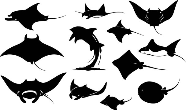 Manta ray and stingray species collection silhouette vector illustration