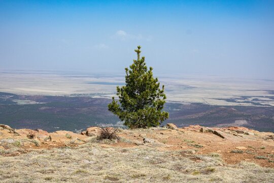 Lone pine tree on Hermit's Peak summit, Las Vegas, NM