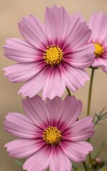 Fototapeta premium Pink cosmos flowers with vibrant yellow centers bloom beautifully in