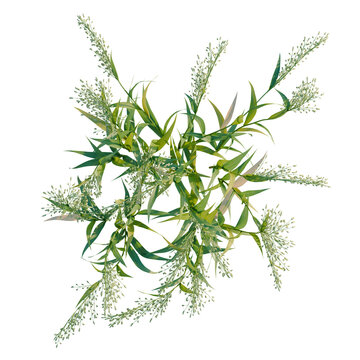 Avena sativa tree plan, top view, cutout, transparent background, isolate, Delicate green leaves branch, close-up nature photography, perfect for background, design element