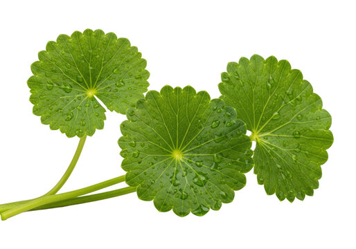 Three fresh emerald green Centella asiatica leaves with water droplets and stems, perfectly isolated on a transparent background with copy space, concept for natural skincare branding