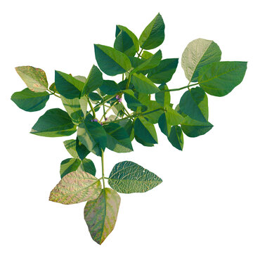 Glycine max tree plan, top view, cutout, transparent background, isolate, Close-up of a single vibrant green leaf with visible texture and rich color.
