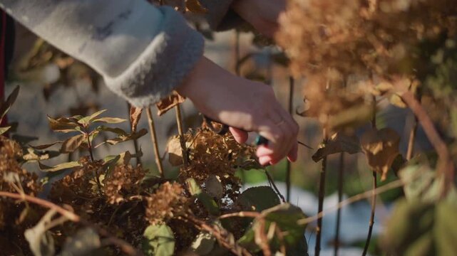 Hand touching dried hydrangea in garden, soft sunlight on muted brown petals and sweater sleeve, closeup of stems and leaves, tender inspection by home gardener preparing plants for winter, tranquil