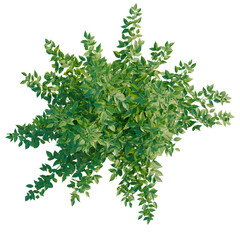Fototapeta premium Rubus idaeus tree plan, top view, cutout, transparent background, isolate, Lush Green Foliage Branch, Detailed Leaf Texture, Natural Elements, Botanical Illustration
